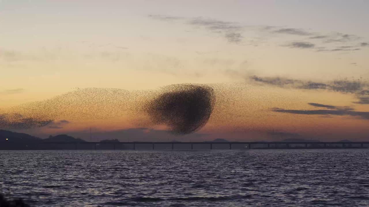 Birds migrating in South Korea during winter (3840x2160, 29.97fps) during sunset.