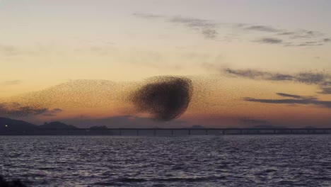 birds migrating in south korea during winter (3840x2160, 29.97fps) during sunset.