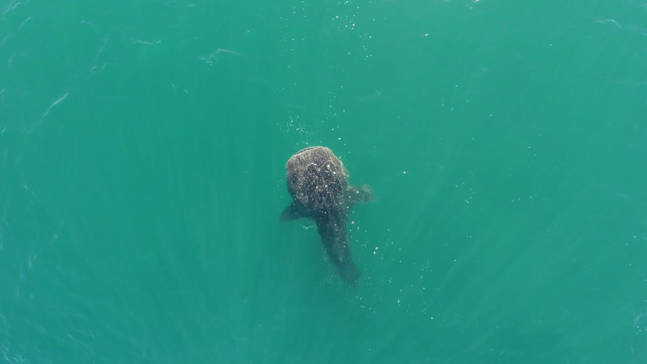 코르테즈, 라파즈, 바하 캘리포니아 쉬르의 바다에서 먹는 고래 상어의 공중 cenital 비행기 샷