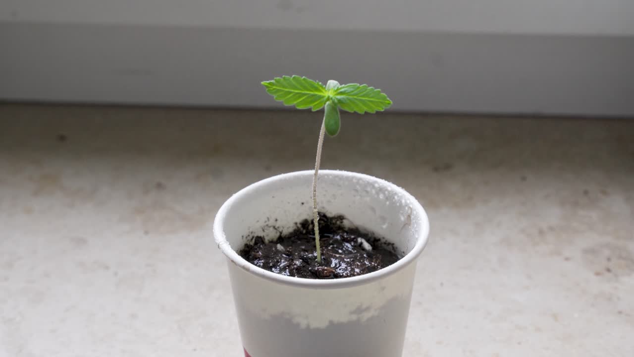 A small Cannabis plant getting sprayed with water