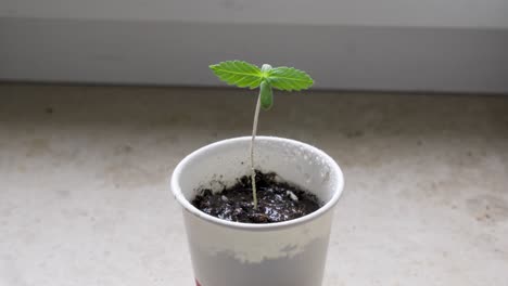 Una-Pequeña-Planta-De-Cannabis-Rociada-Con-Agua.