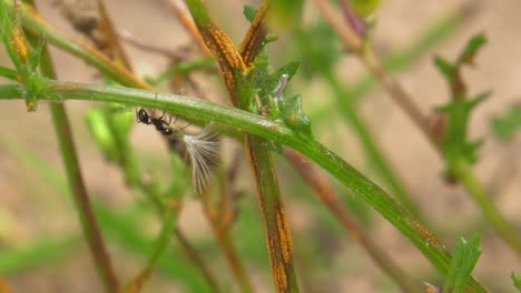 single ant carefully carrying a dandelion seed in its mandibles, slow motion closeup