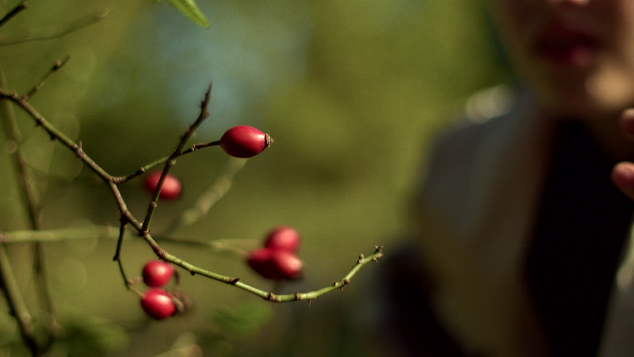 Hand picking rose hips