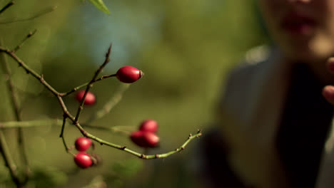 hand picking rose hips
