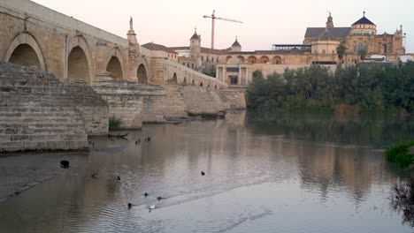 tranquilo amanecer en córdoba con el río guadalquivir lleno de patos y sus antiguos monumentos de gran belleza.