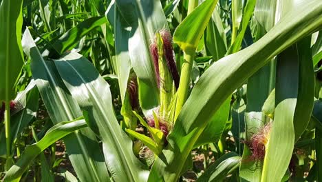 Zoom-out-view-of-tall-green-corn-plant-among-crop-on-farm-field,-Germany