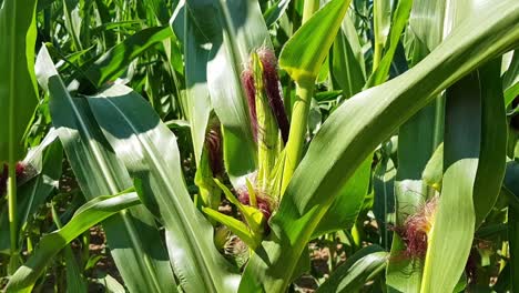 alejar la vista de la planta de maíz verde alta entre los cultivos en el campo agrícola, alemania