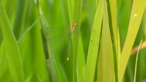 dragonfly - in rice grass - waiting for pry