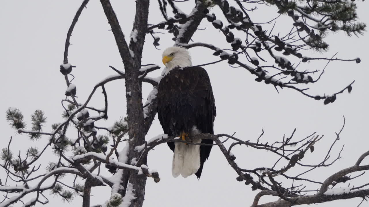 Bald Eagle On The Tree Branch During Winter Season In McIntyre Creek, Whitehorse, Canada - Static Shot