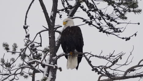 bald eagle on the tree branch during winter season in mcintyre creek, whitehorse, canada - static shot