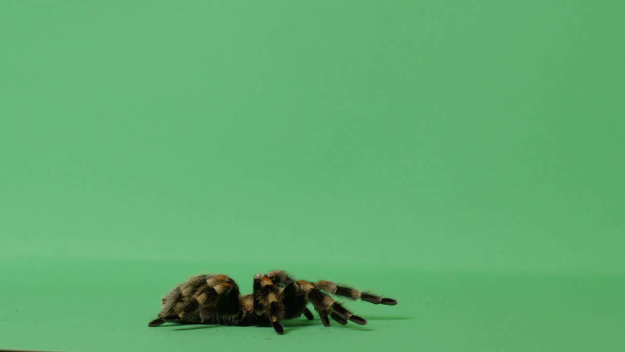 araña tarántula en la pantalla verde