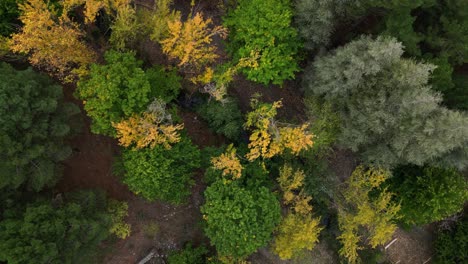 Treetops-in-autumn