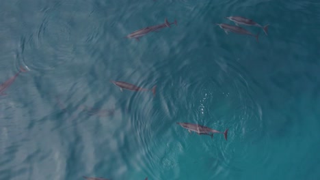 Aerial-Top-Down-View-Above-Dolphin-Pod-Swimming-in-Ocean