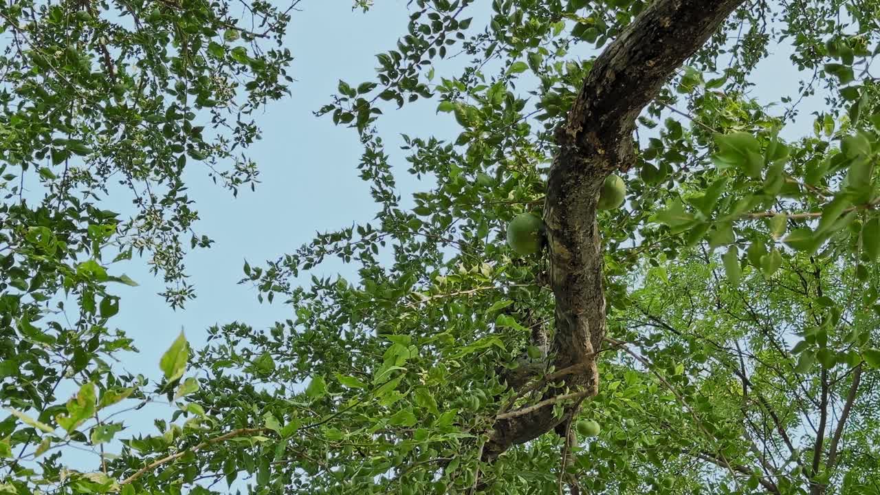 Upward view of a bel fruit tree with round green fruits tucked among dense leafy branches against a clear blue sky, creating a fresh natural canopy scene