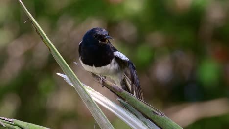 Das-Orientalische-Elsternrotkehlchen-Ist-Ein-In-Thailand-Sehr-Verbreiteter-Sperlingsvogel,-In-Dem-Er-überall-Zu-Sehen-Ist