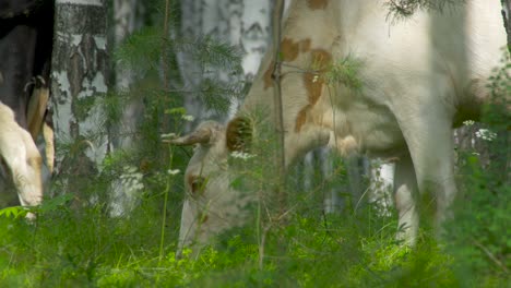 cows grazing in a forest