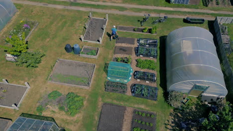 drone footage showing a man watering vegetable plot on an allotment in the uk. drone raising up shot.