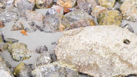 detailed view of various textured rocks on sandy shoreline, showcasing natural patterns and earthy tones.