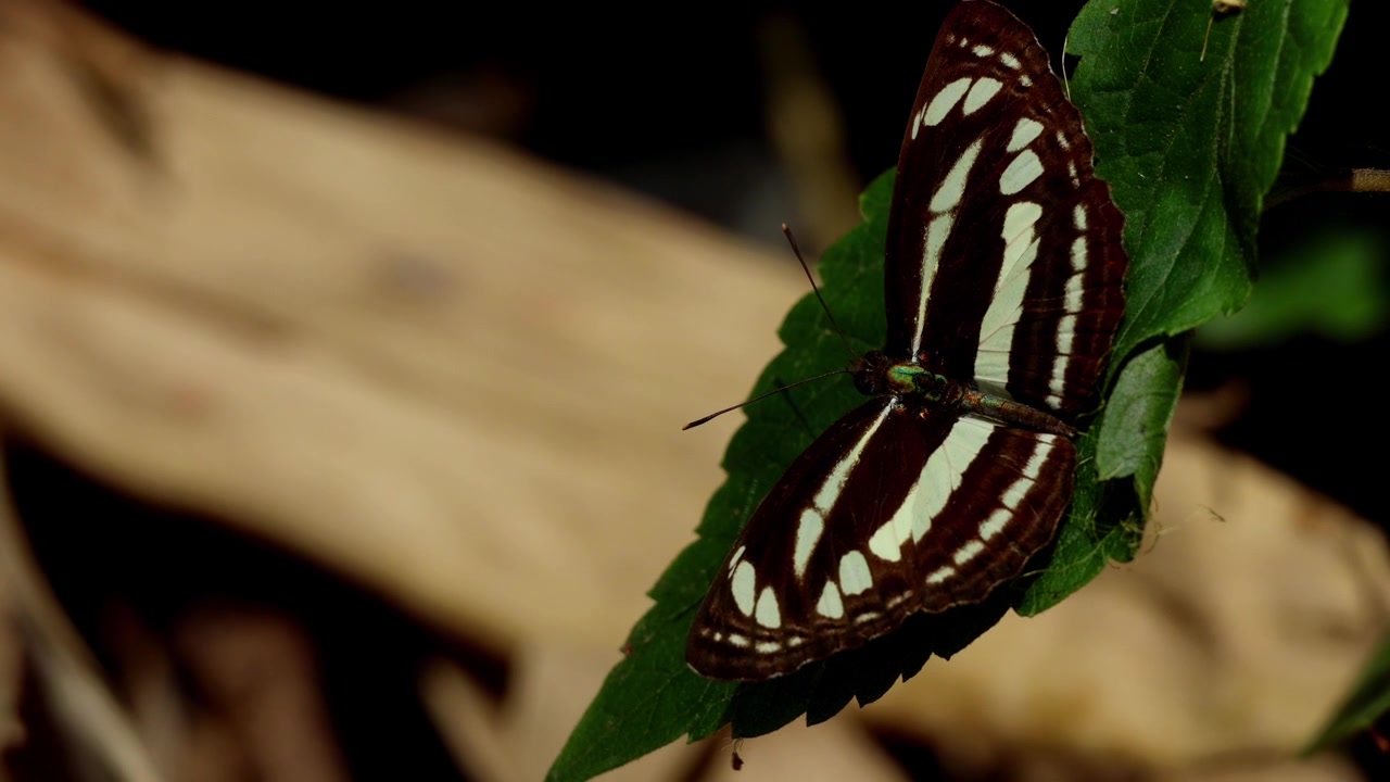 Closeup nature video of Neptis clinia, commonly known as the sullied sailer butterfly, resting on a green leaf in its natural Himalayan habitat in Himachal Pradesh, India.