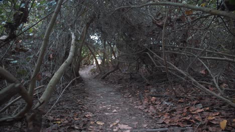 Toma-En-Cámara-Lenta-De-Un-Camino-Rodeado-De-árboles-Secos-Y-Hojas-Que-Caen-En-El-Parque