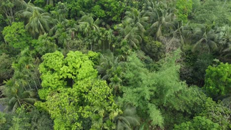 Vista-Aérea-O-Superior-Del-Bosque-Verde-Profundo-O-La-Jungla