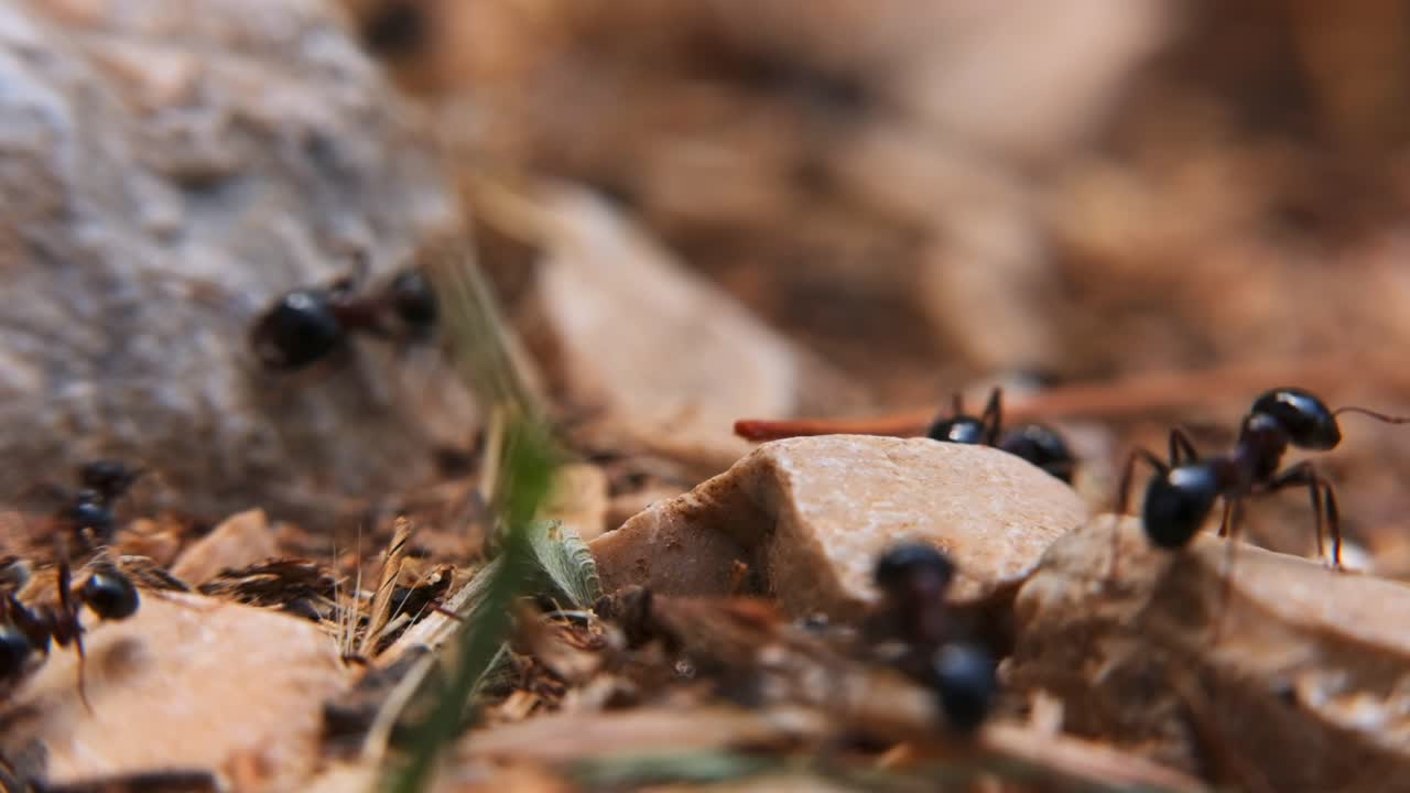 Formiche in cerca di cibo nel loro habitat naturale che mostrano il lavoro di squadra e le strategie di sopravvivenza tra i membri della colonia.