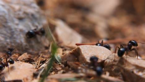 ants foraging in natural habitat showcasing teamwork and survival strategies among colony members