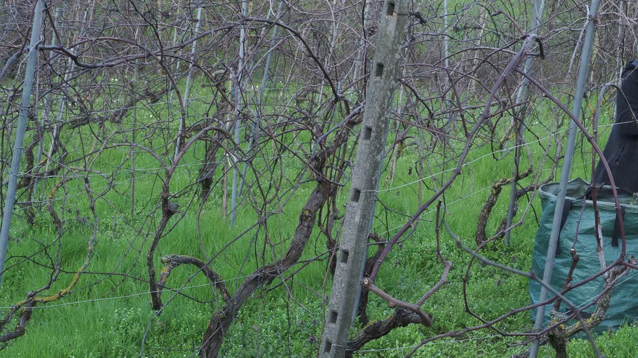 Senior Caucasian woman meticulously pruning grapevines (Vitis vinifera) in an organic vineyard on a rising slope during the late winter months. Real time.