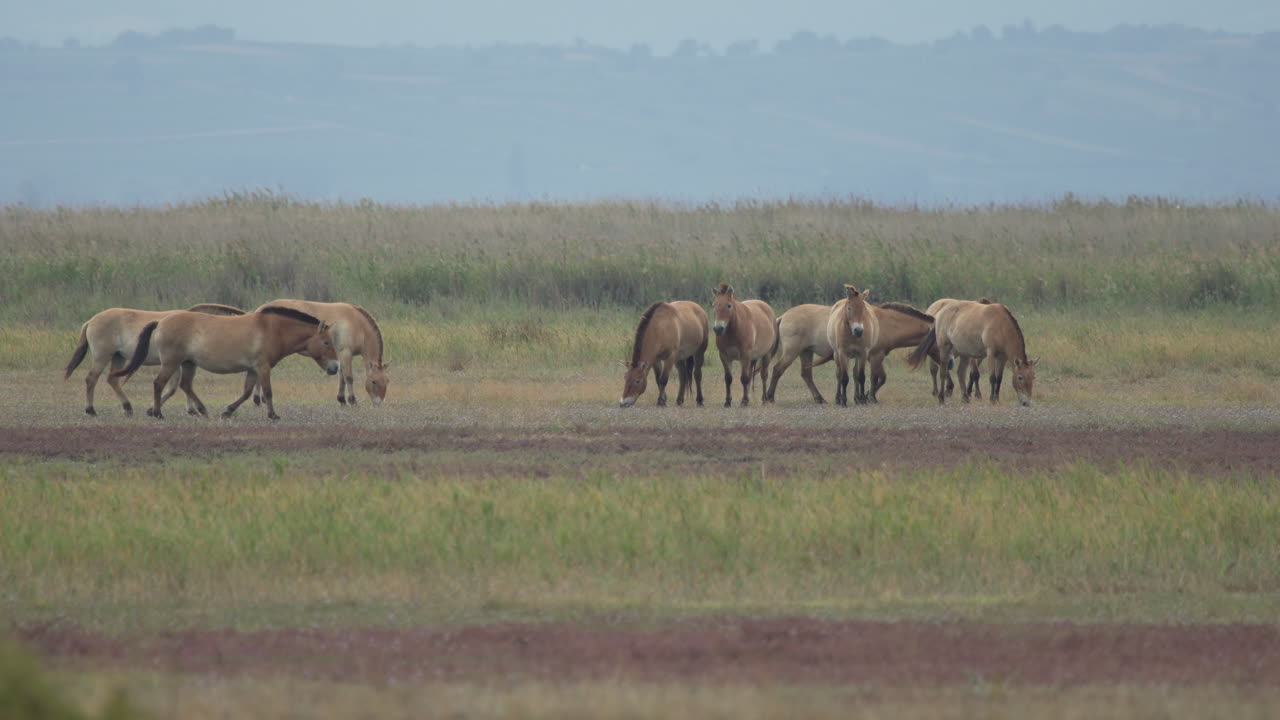 Slow-Motion of Herd of Przewalski Horses grazing.