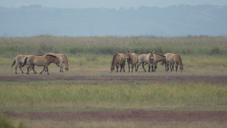 slow-motion of herd of przewalski horses grazing.