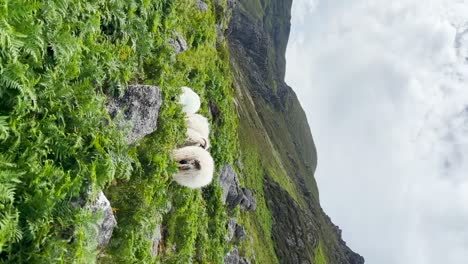 A-herd-of-mountain-ram-sheep-with-horns-grazes-on-grass-in-a-strong-wind-with-the-mountainous-background