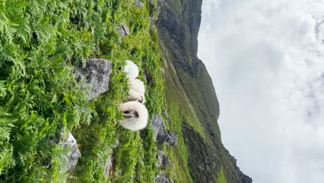 Un-Rebaño-De-Ovejas-De-Carnero-De-Montaña-Con-Cuernos-Pasta-En-La-Hierba-Con-Un-Viento-Fuerte-Con-El-Fondo-Montañoso