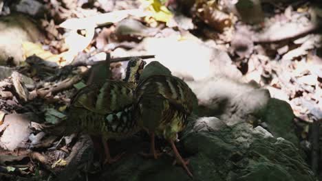 dos individuos que se alimentan juntos bajo la sombra de algunos árboles durante la mañana, partridge de barras arborophila brunneopectus, tailandia