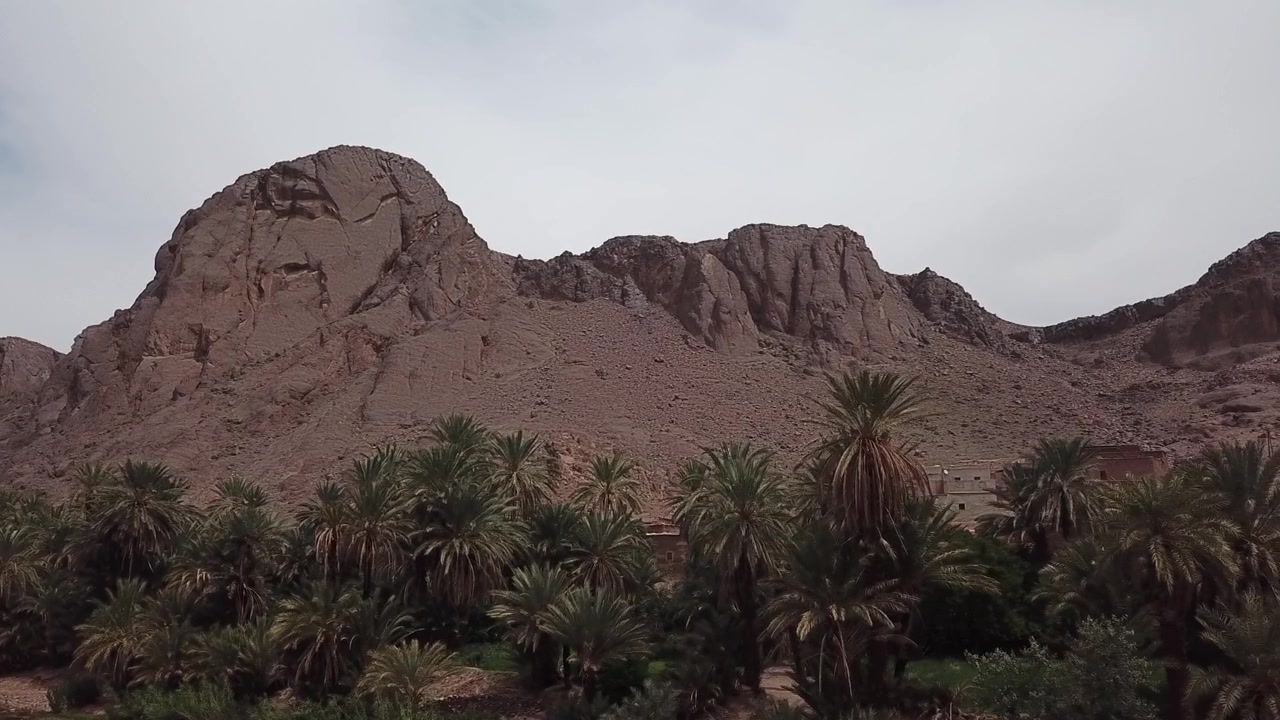 Filmato aereo cinematografico con drone di una fitta oasi di palme con una montagna rocciosa e aspra sullo sfondo a Ouarzazate, Marocco. Forte contrasto tra vegetazione verde e terreno arido, ideale per i viaggi.