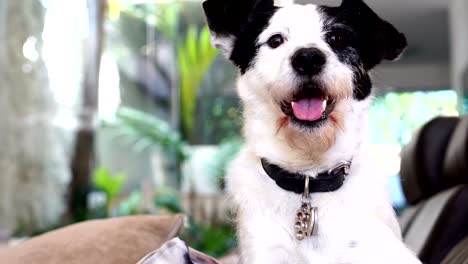 perro relajándose en el sofá