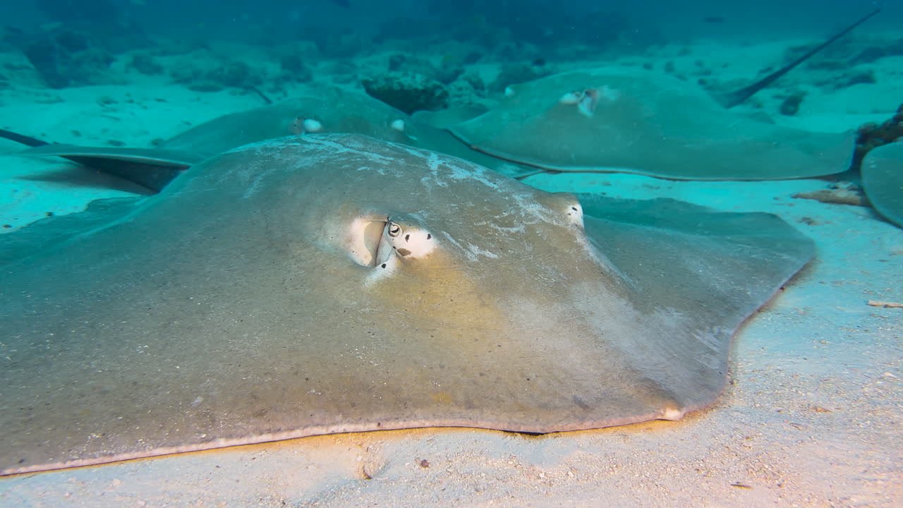 인도양의 모래 바닥에서 4마리의 큰 스팅레이가 휴식을 취하고 있습니다.