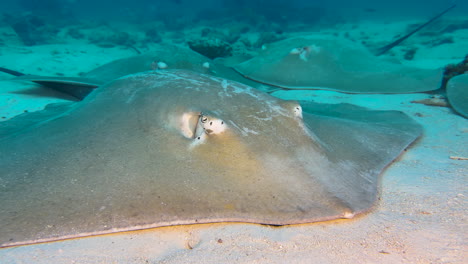 four large stingrays rest at sandy bottom in indian ocean