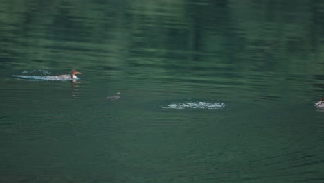 Enten-Tauchen-In-Das-Türkisfarbene-Wasser-Des-Fjords-Ein-Und-Aus,-Erzeugen-Dabei-Spritzer-Und-Hinterlassen-Kreise-Auf-Dem-Wasser