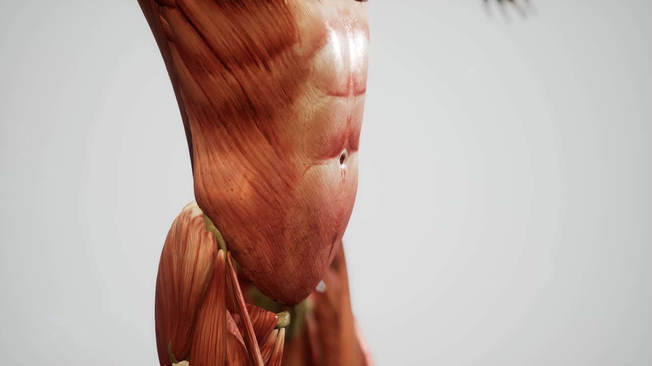 sistema muscular de animación del cuerpo humano