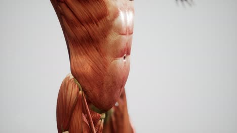 muscular system of human body animation