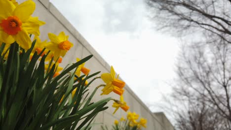 a slow camera pan of a group of yellow daffodils in a spring garden waving in the wind