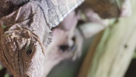yellow iguana on tree in rainforest rio tempisque 4k 2025 08 04 09 04 29 utc.mov | animal, animal wildlife, animals in the wild, beautiful