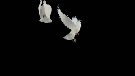 doves flying on black background