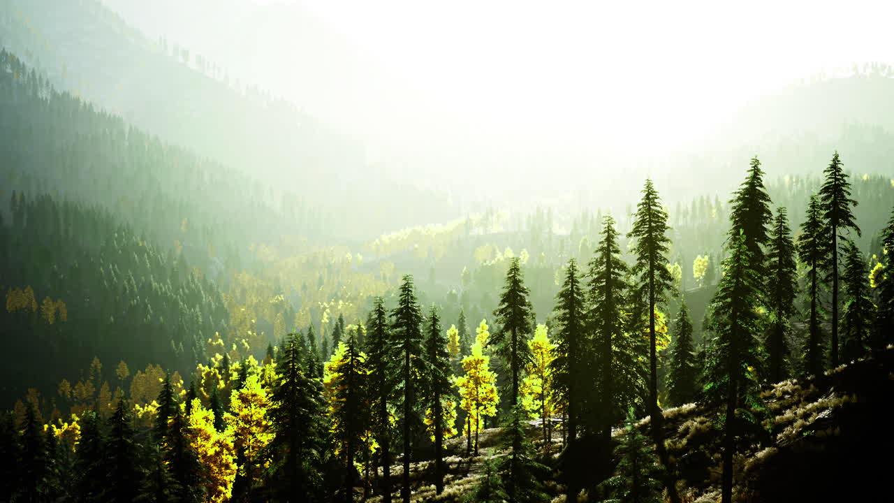Lush forest landscape under soft sunlight in early morning hours