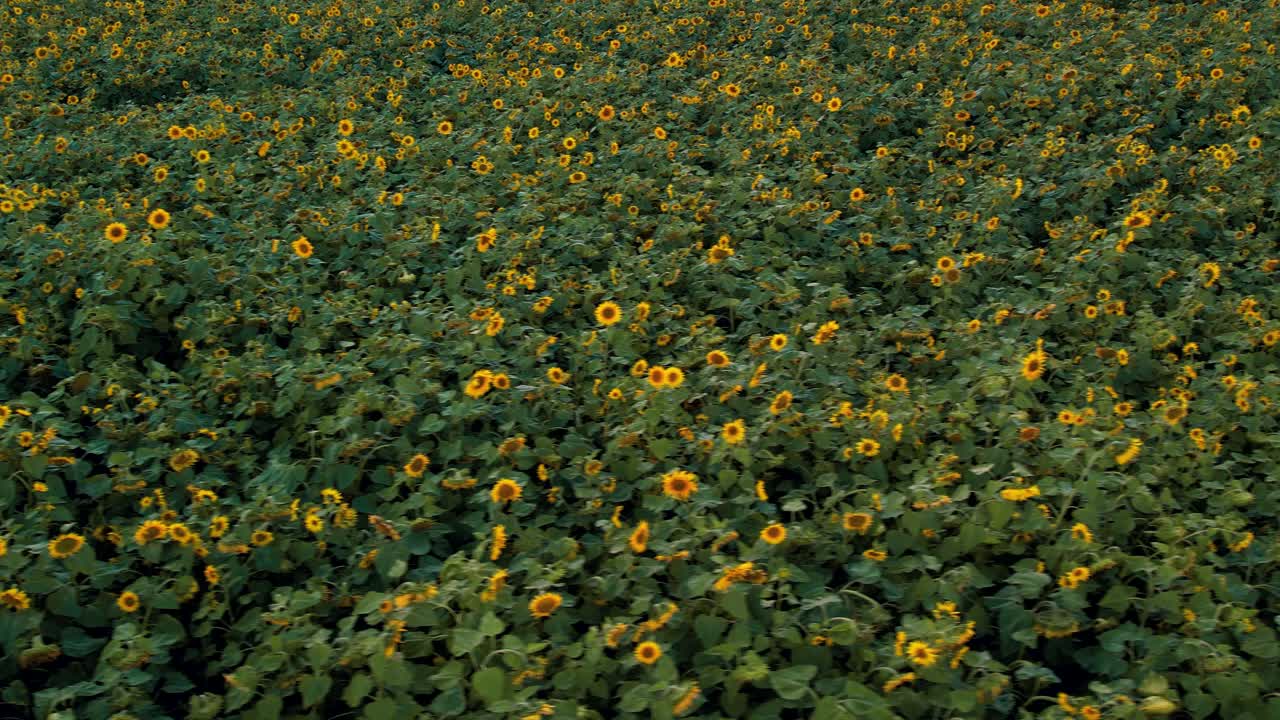 Campo di girasoli al tramonto. Simbolo del girasole ucraino.