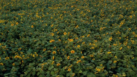 Sonnenblumenwiese-Bei-Sonnenuntergang.-Ukrainisches-Sonnenblumensymbol