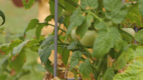 a close-up of a young green tomato growing on the plant, showcasing its fresh appearance and potential for ripening