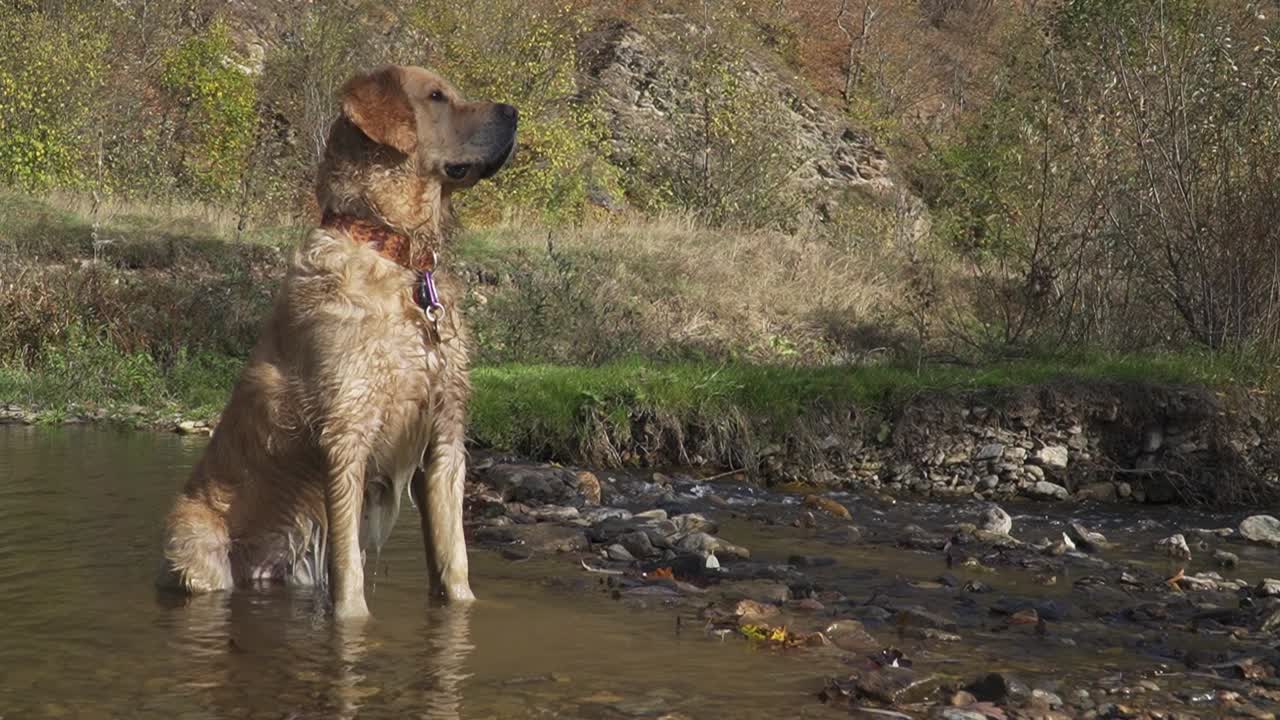 un lindo golden retriever acostado en un pequeño arroyo para refrescarse se sienta con las orejas perked viendo algo fuera del marco