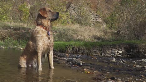 Cute-golden-retriever-laying-in-small-stream-to-cool-down-sits-up-with-ears-perked-watching-something-out-of-frame