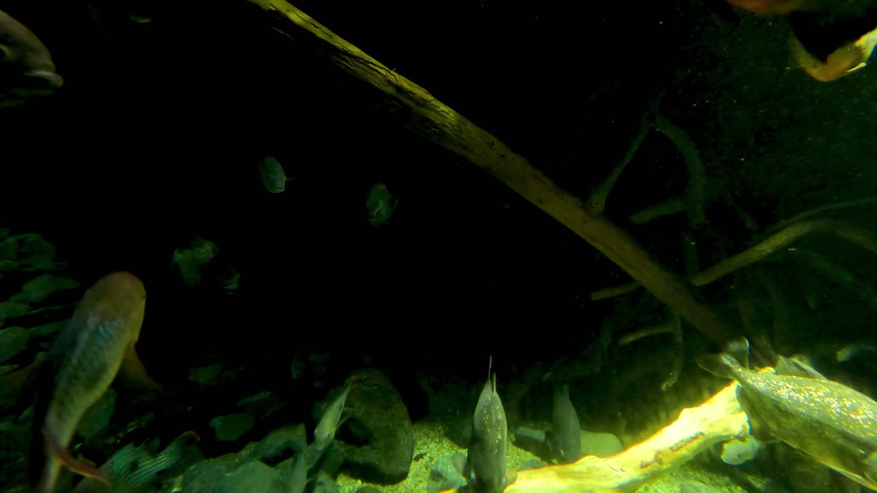 peces nadando en un acuario plantado